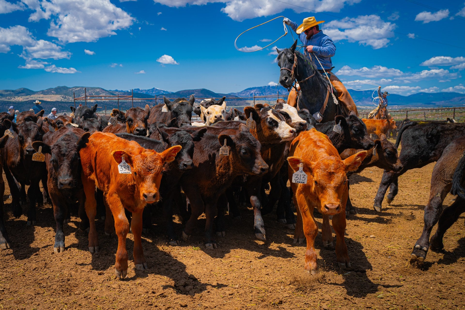 A rider on horseback working cattle under an open sky.
